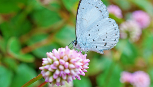 A spring azure butterfly on a purple blossom
