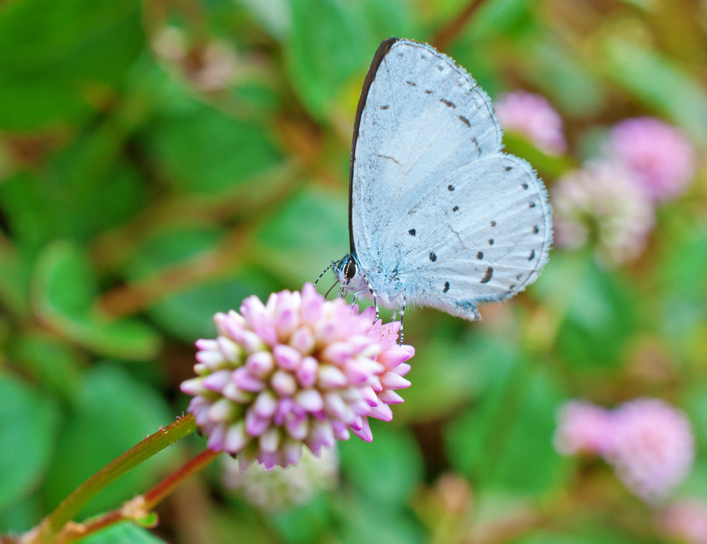 A spring azure butterfly on a purple blossom