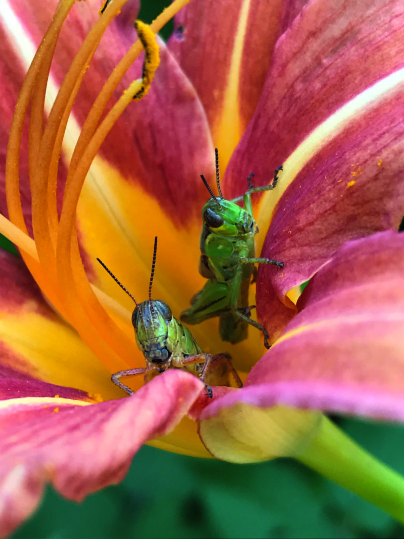 Two grasshoppers sitting inside the throat of a pink lily.
