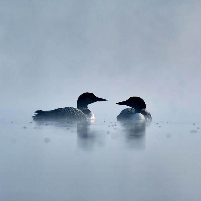 Two loons float on a still, misty lake.