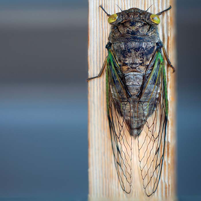A close-up shot of a cicada, sitting on a wooden trellis.