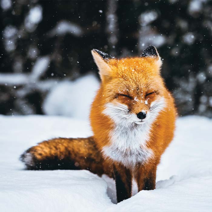 An orange fox sits in the snow, squinting.