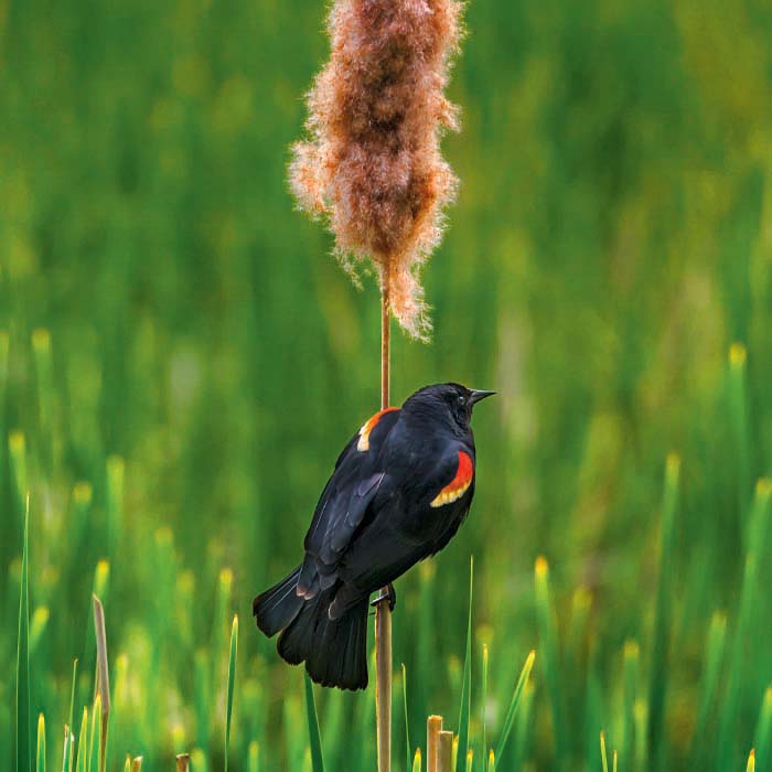 A red-winged black bird perches on a cattail.