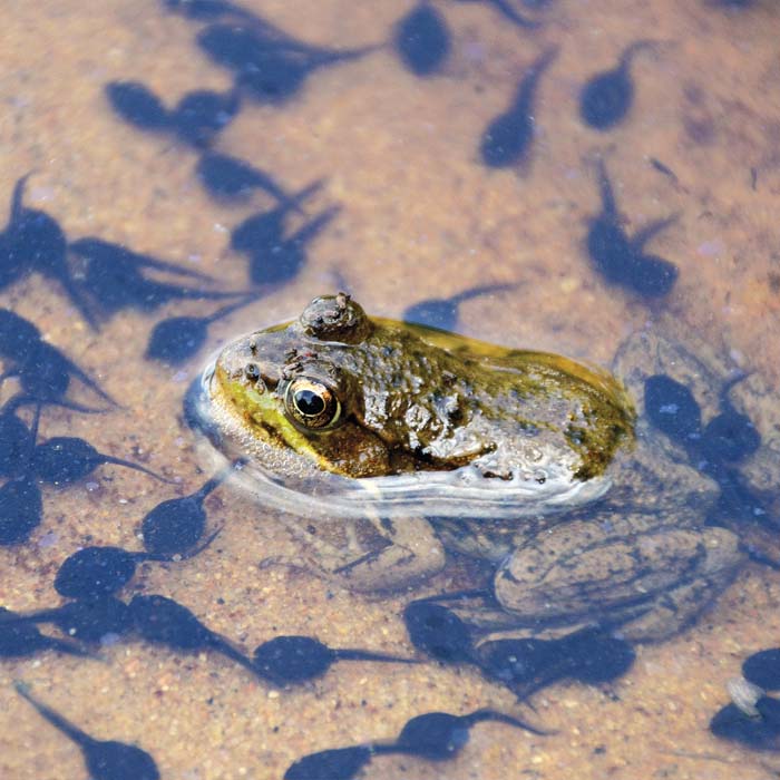 A frog sits in shallow, clear water, surrounded by tadpoles swimming around beneath the surface.