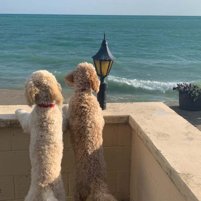 These 5 month old standard poodle puppies are being fostered with the intent to become Dog Guides. Here they are busy observing the waves at the cottage on Lake Erie.