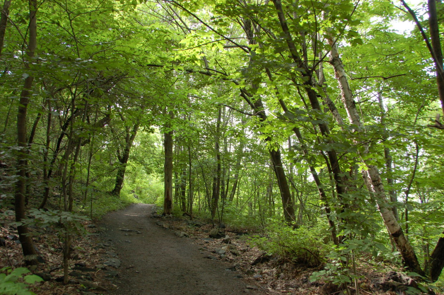 Path enclosed by tall green trees.