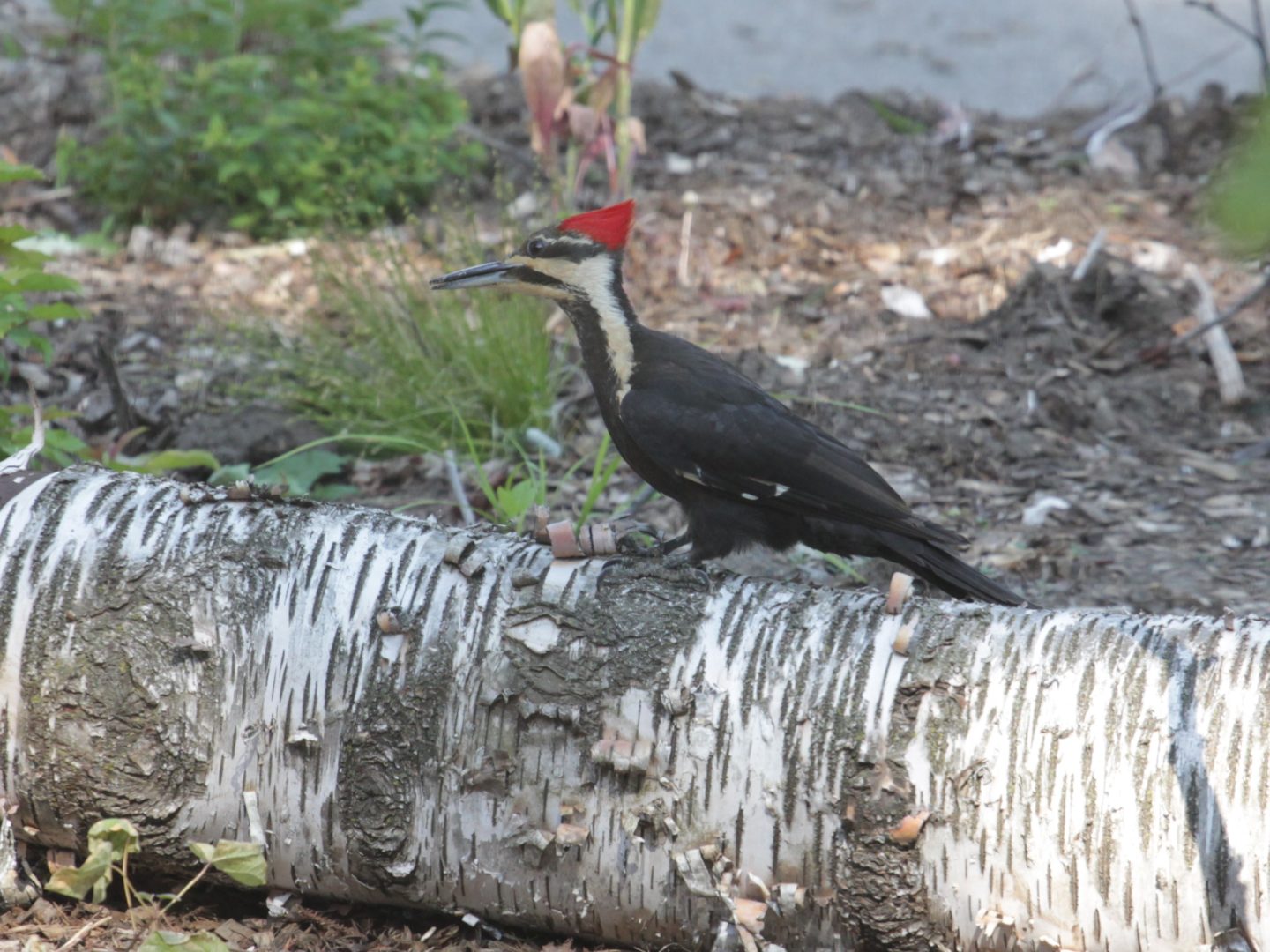 A pileated woodpecker sits on a birch log.