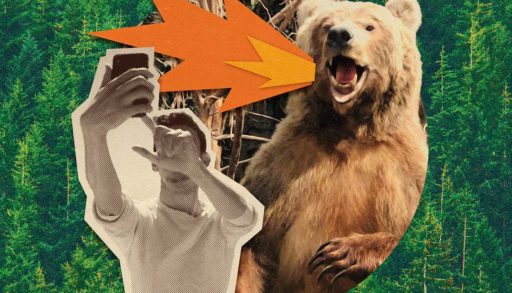 photo collage of a bear roaring while a man stands in front of him and takes a picture, wildlife photography