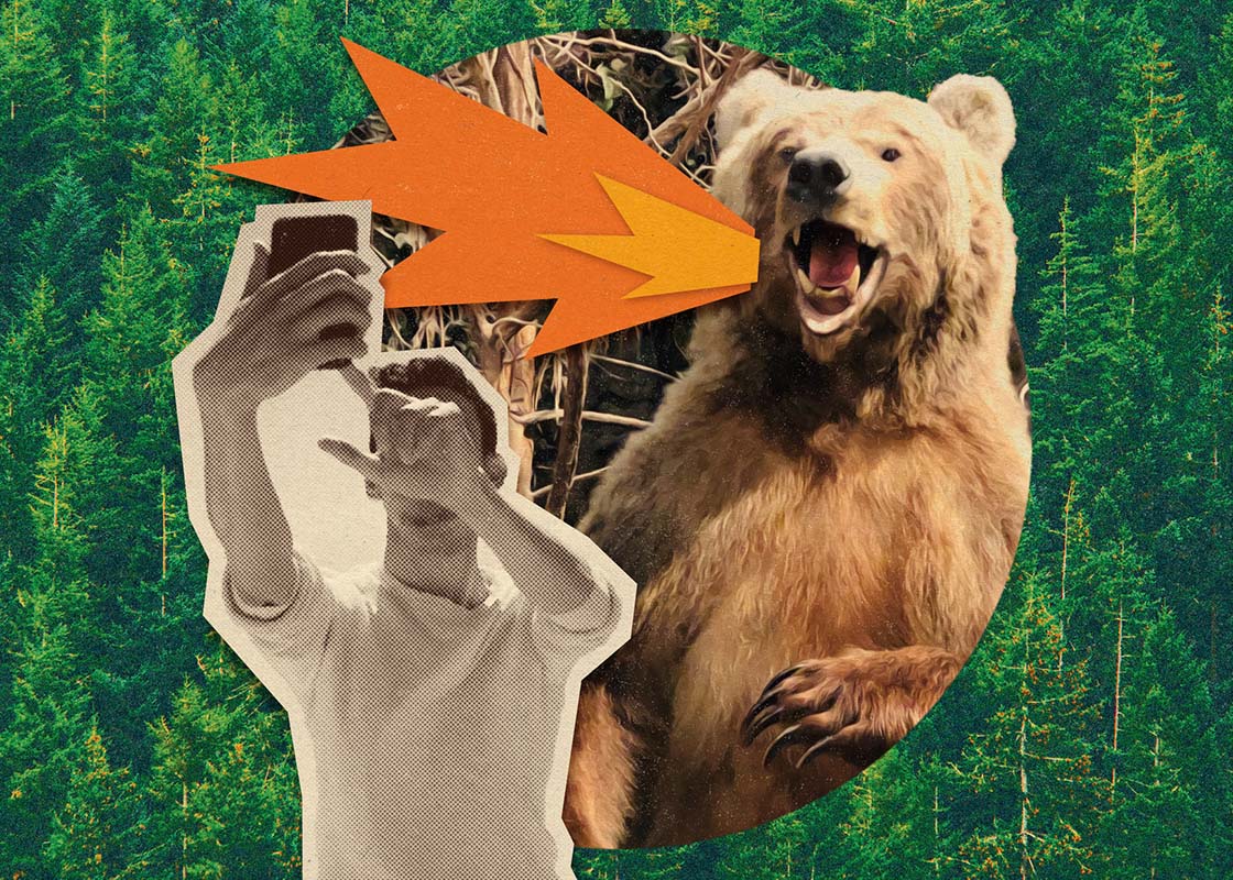 photo collage of a bear roaring while a man stands in front of him and takes a picture, wildlife photography