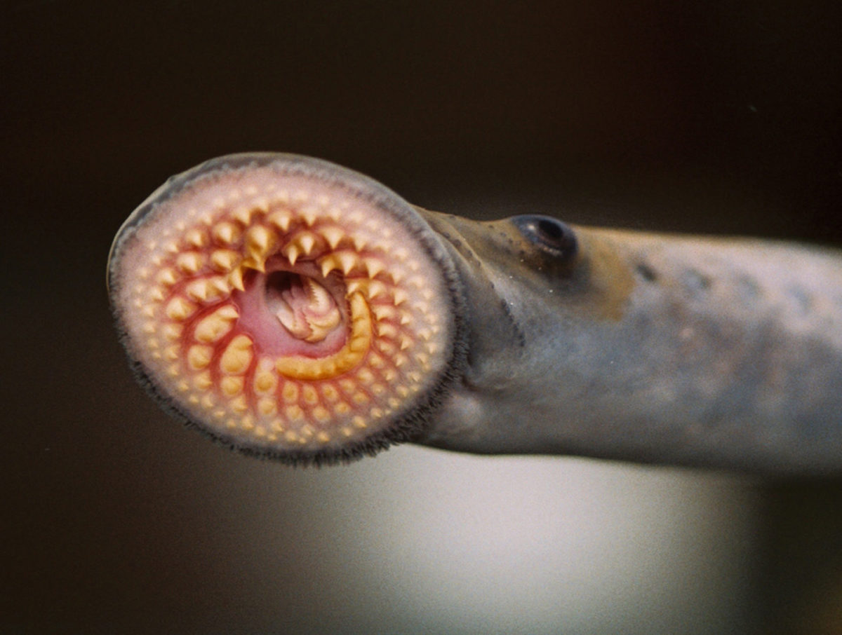Image of a sea lamprey