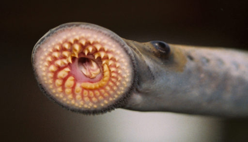 Image of a sea lamprey