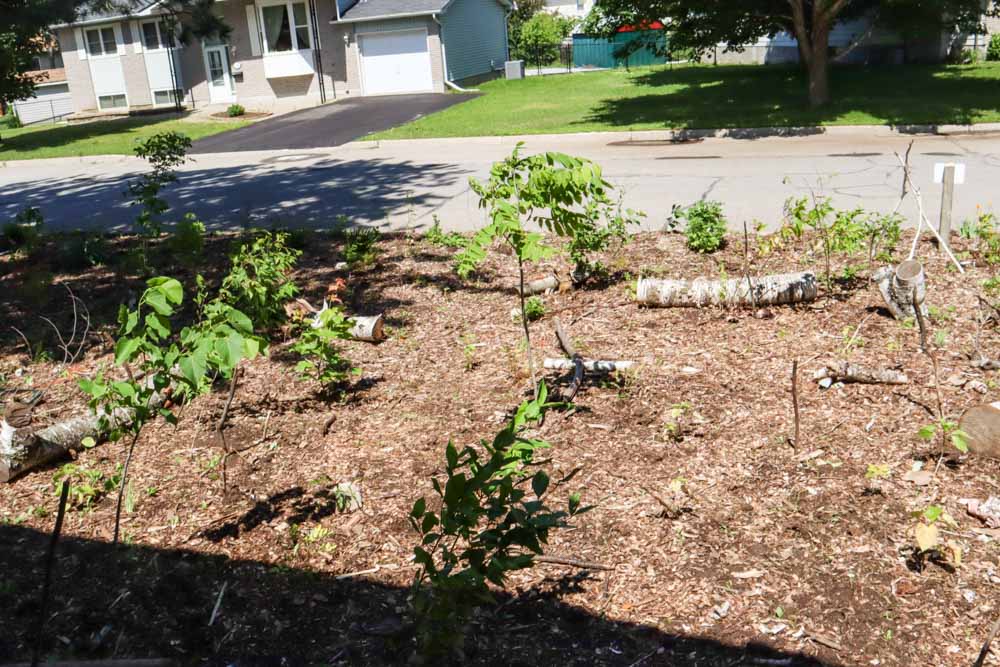 A front yard covered in wood chips, with shrubs and tree saplings being planted and a birch log on the ground.