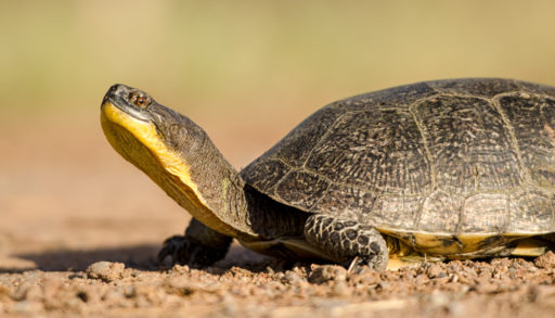 Blanding's Turtle
