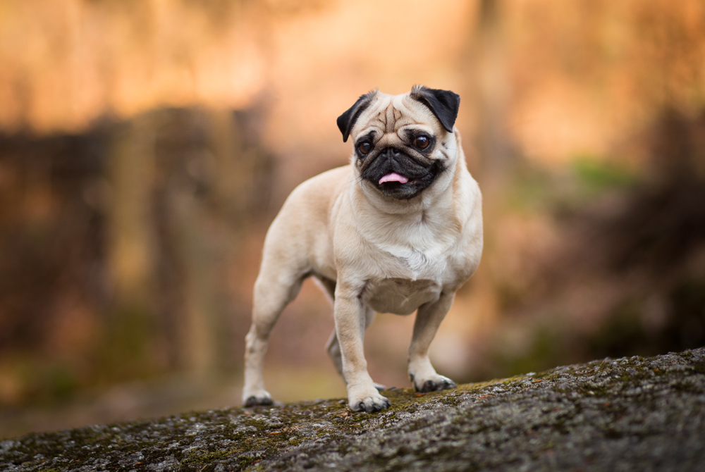 A pug standing in a forest