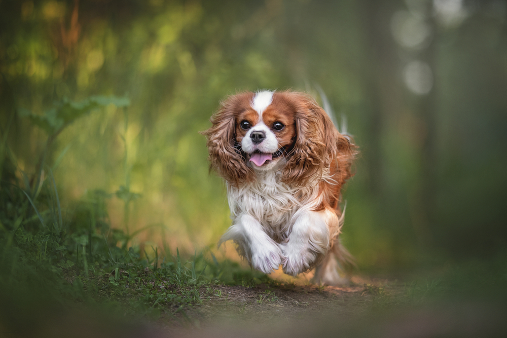 A King Charles Spaniel running down a path