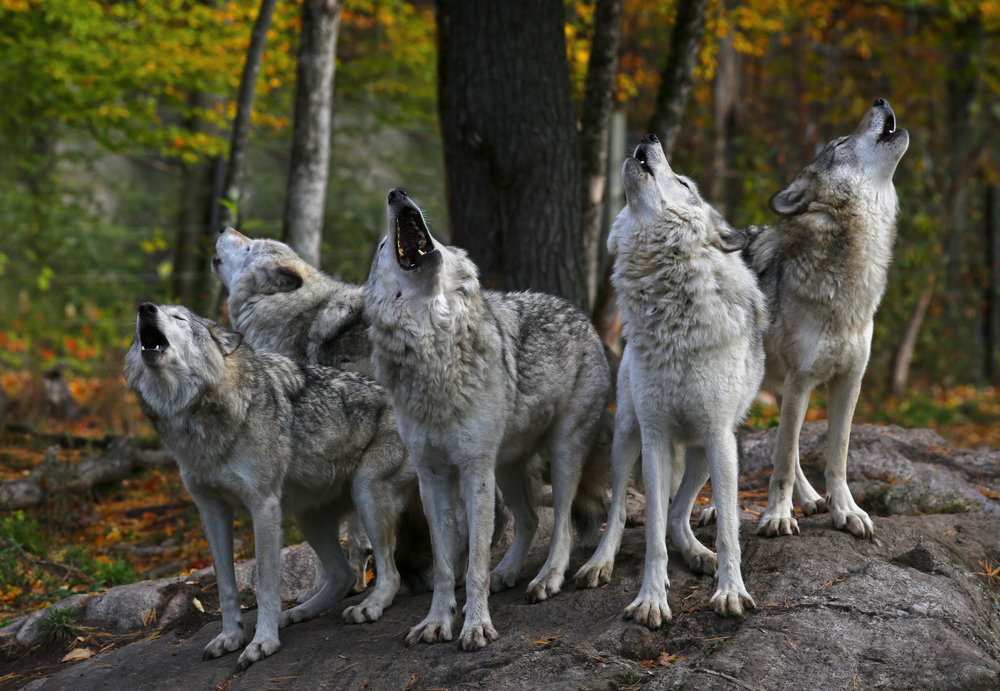 Group of wolves howling in a forest