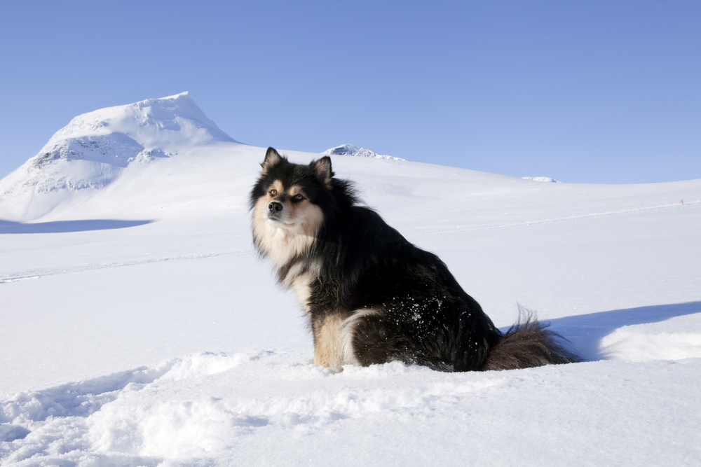 A Finnish lapphund sitting in a snowy landscape