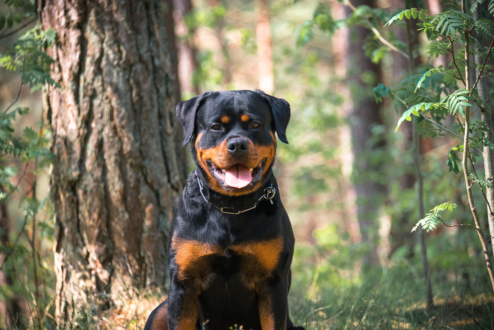 A rottweiler sitting in the forest