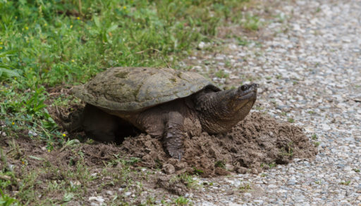 A snapping turtle on a turtle nest