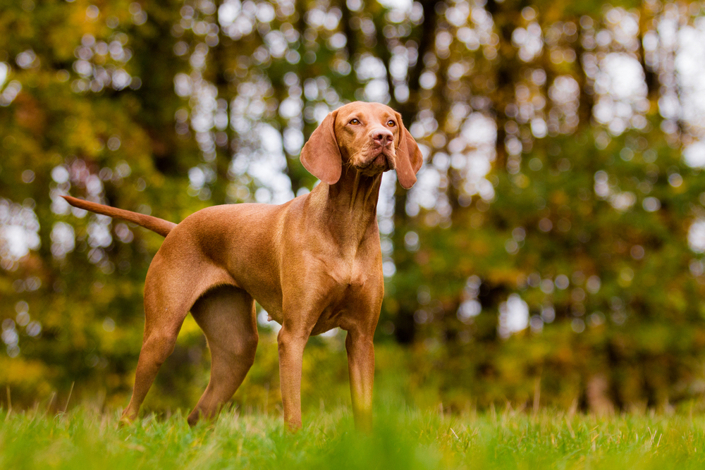 A vizsla standing in the grass