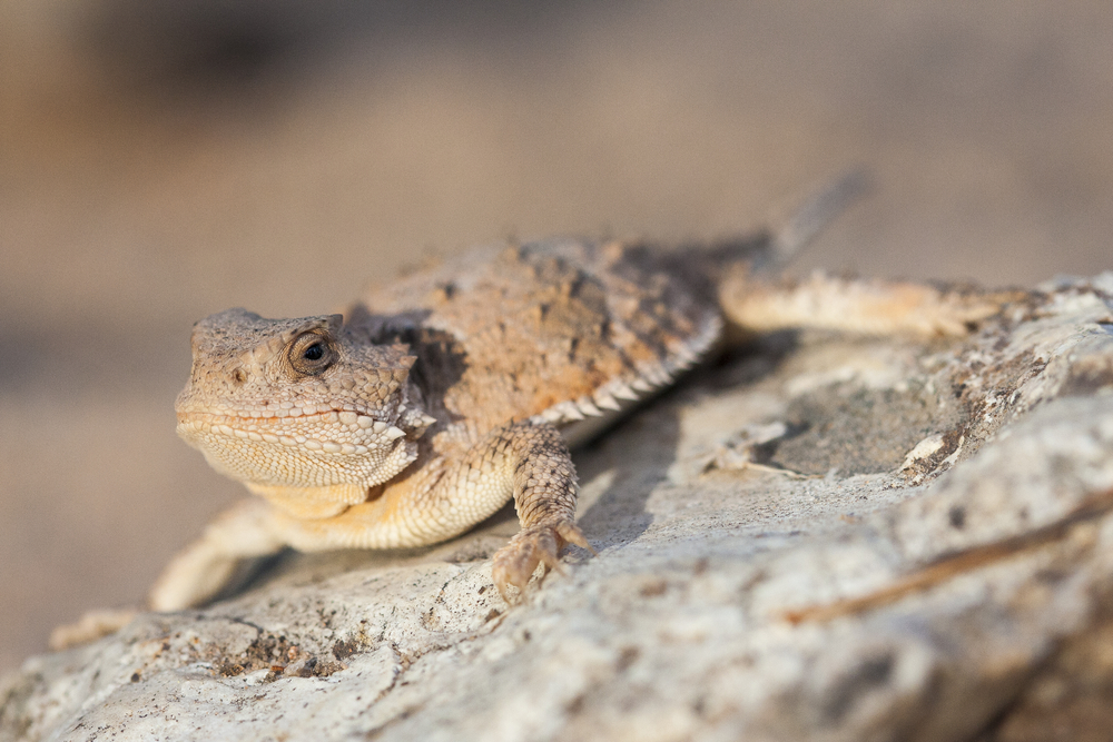 A short-horned lizard against a rocky background