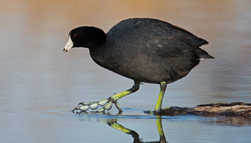 An American coot walking