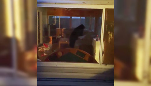 Image of a bear in a cottage sunroom