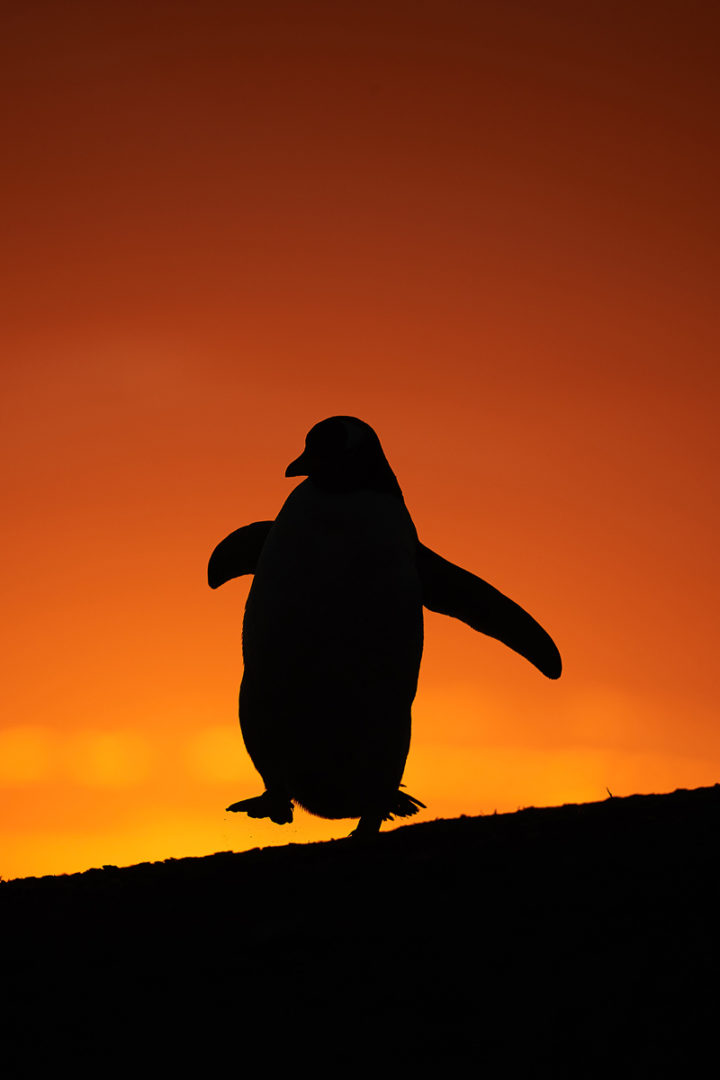 A gentoo penguin silhouetted against a sunset