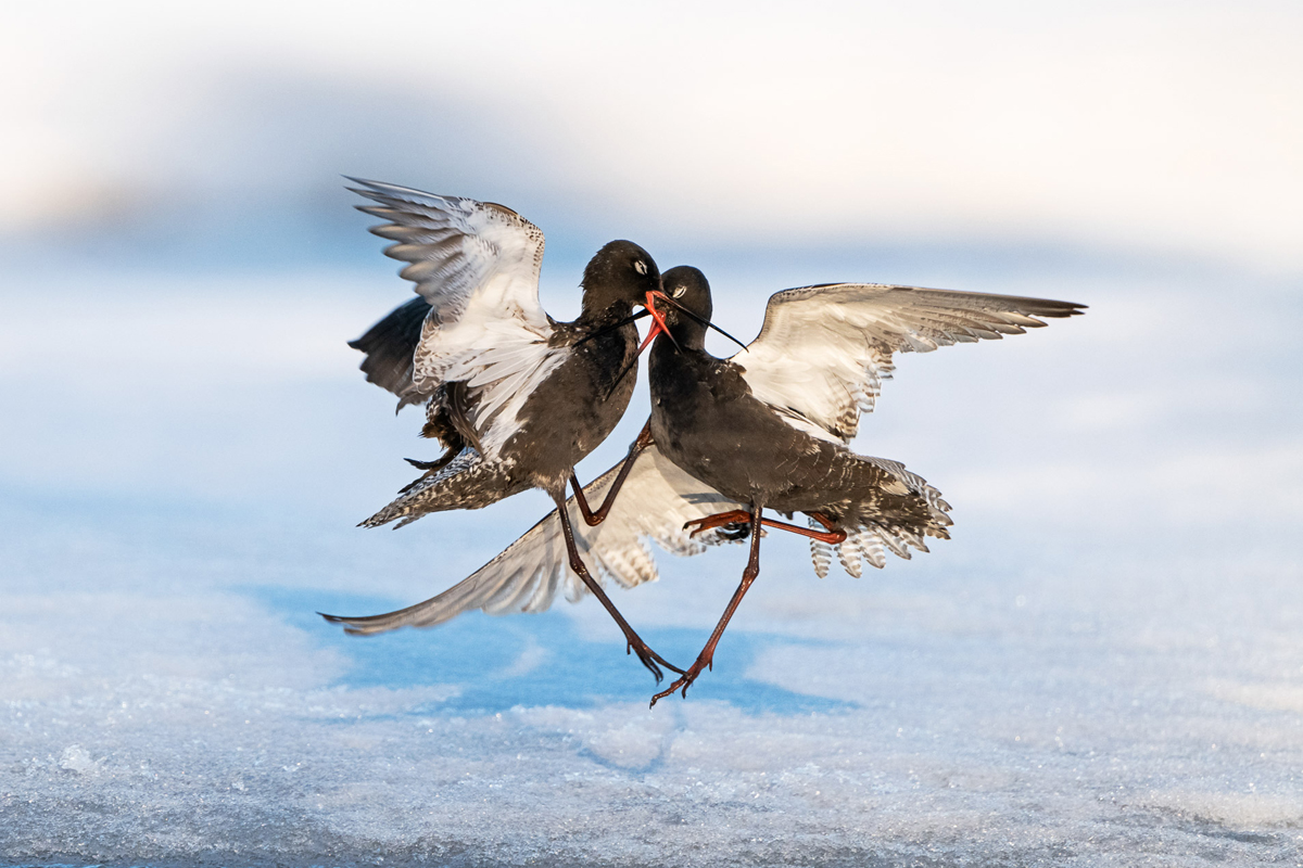 Two spotted redshank birds clash beaks and feet in a fight