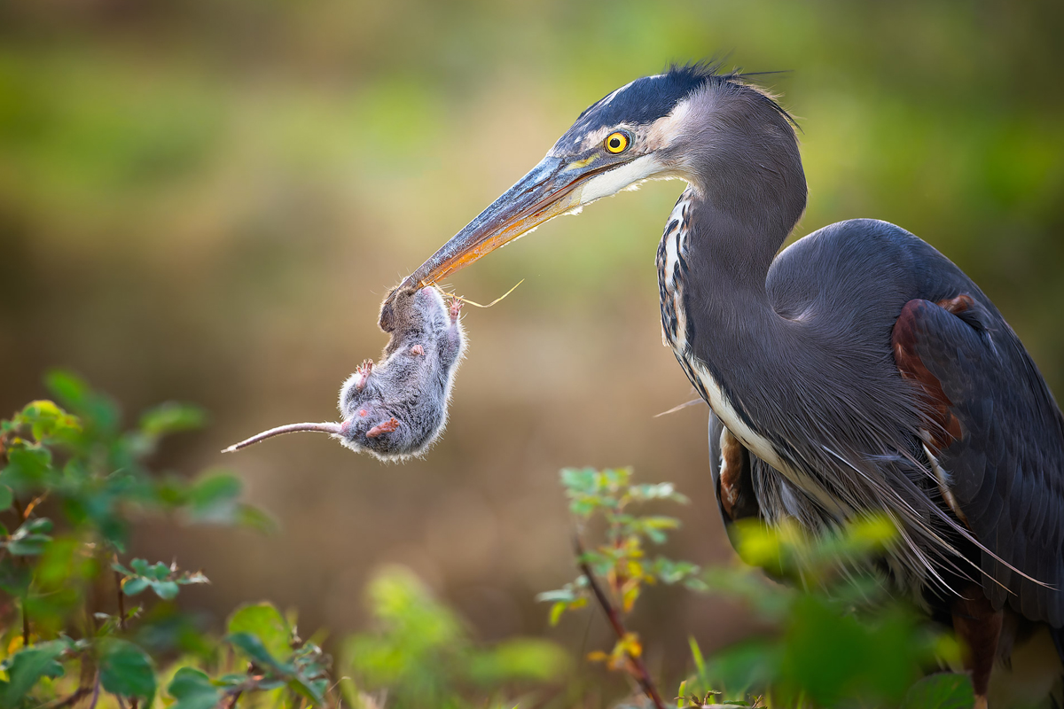 a great blue heron holds up a vole in its beak