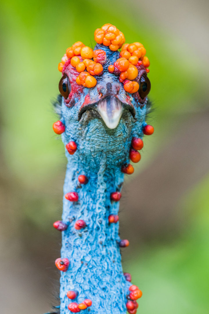 a male ocellated turkey with bright blue skin stares at the camera with a variety of orange warts on his head