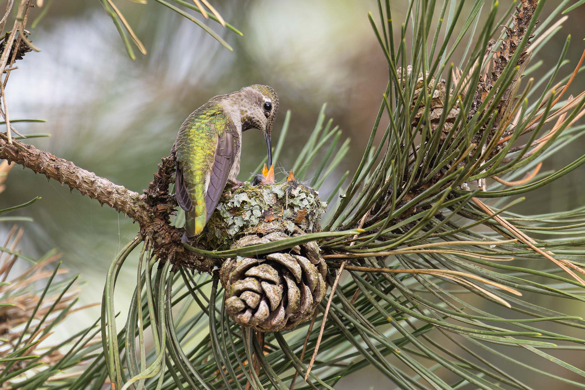 An Anna's Hummingbird feeding two baby hummingbirds in a nest