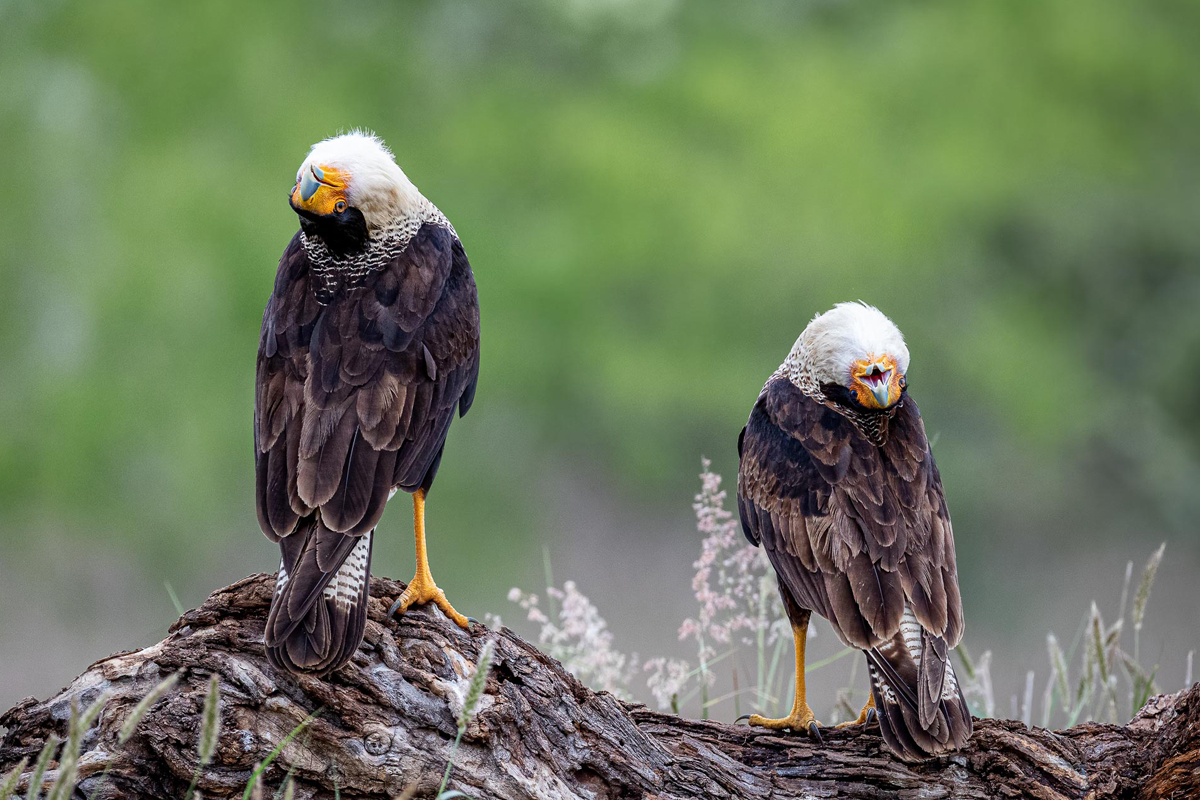 two crested caracaras turn their heads upside down to look backwards