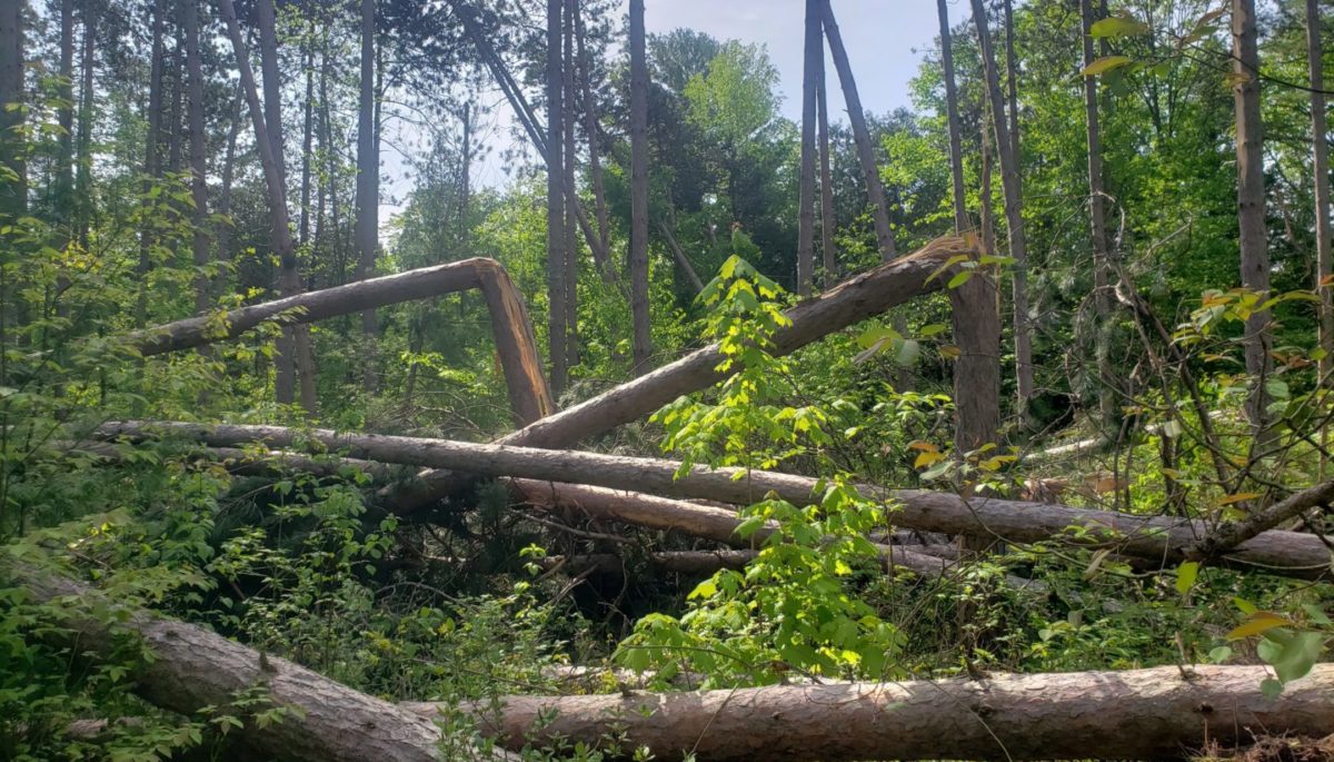 Downed Trees