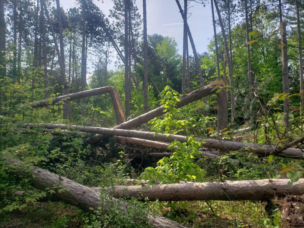 Downed Trees