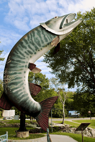 A before and after of Husky the Muskie