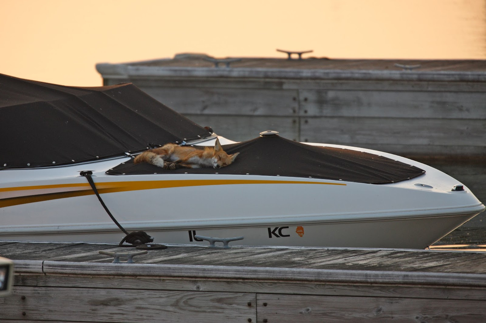 A red fox sleeps on covered boat.