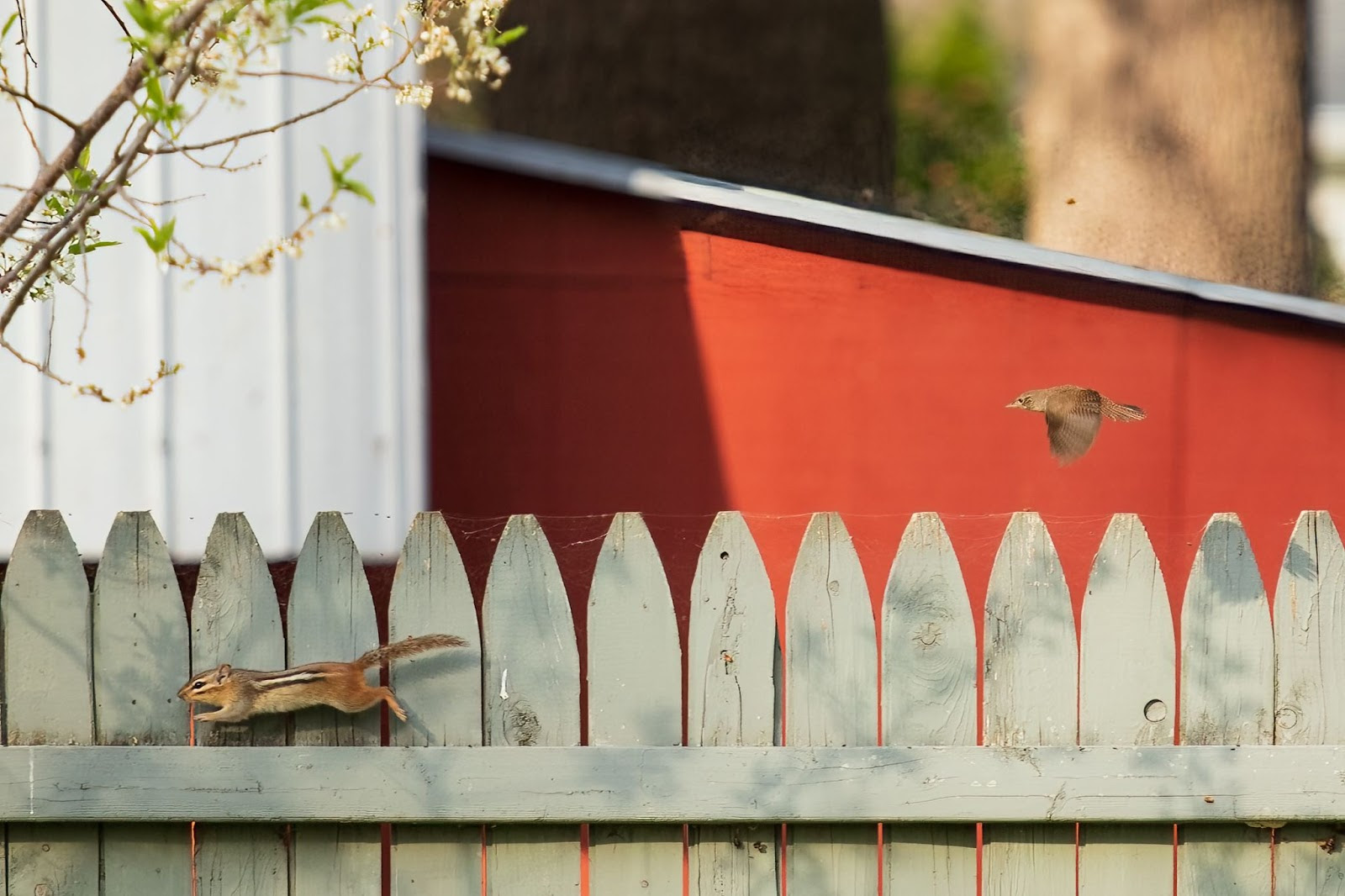 A wrenn flies above a chipmunk as it runs across a fence.