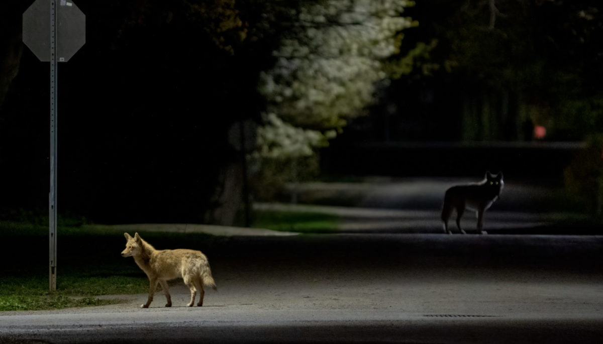 Two coyotes wander a urban road at night.