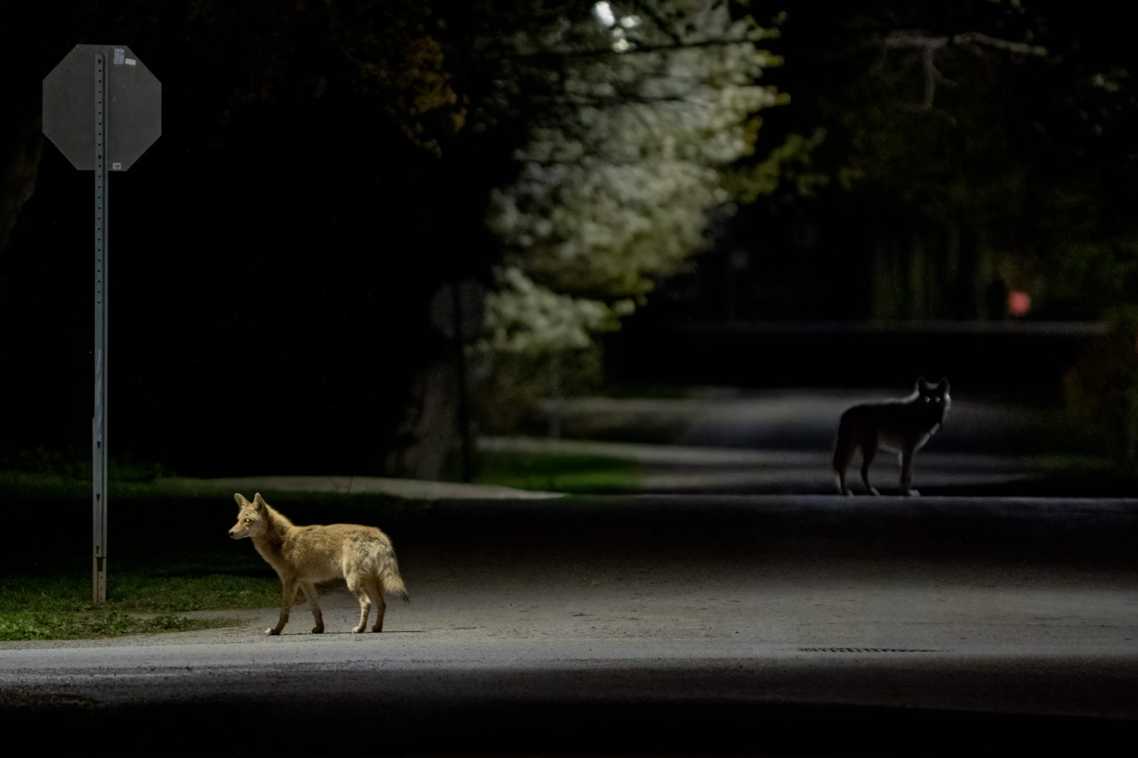 Two coyotes wander a urban road at night.