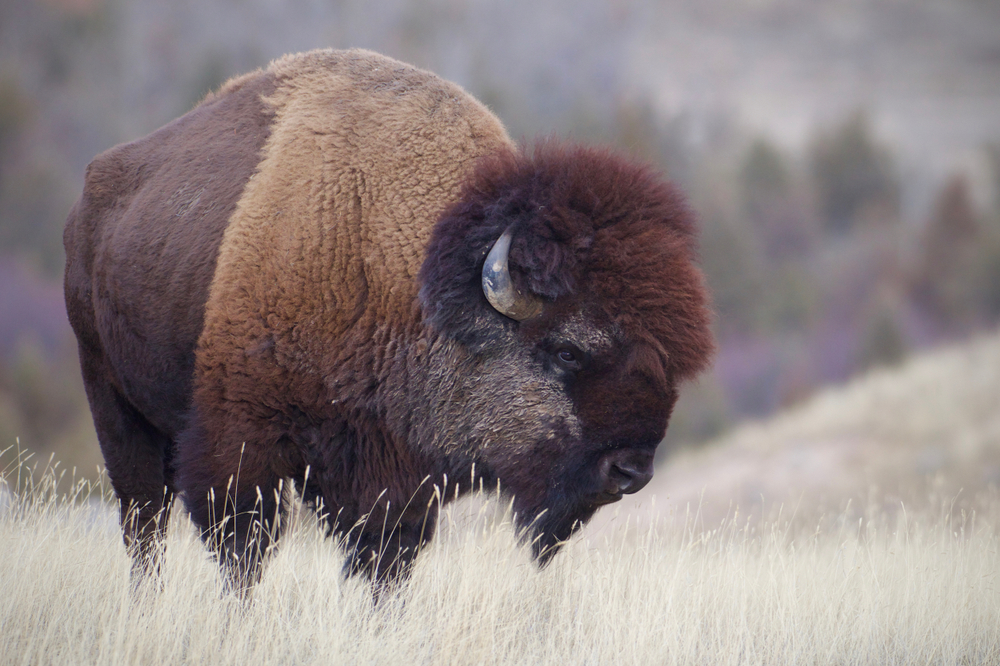 A North American bison standing in a plains field
