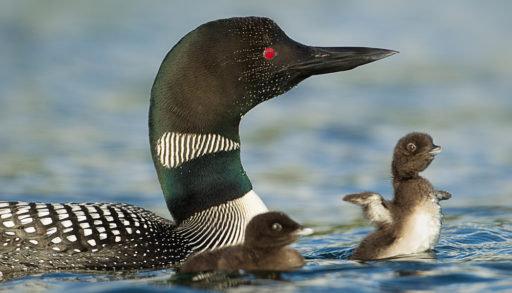 An adult loon with two babies swimming in the lake