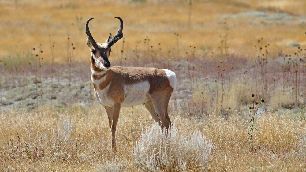 A pronghorn antelope standing in a field