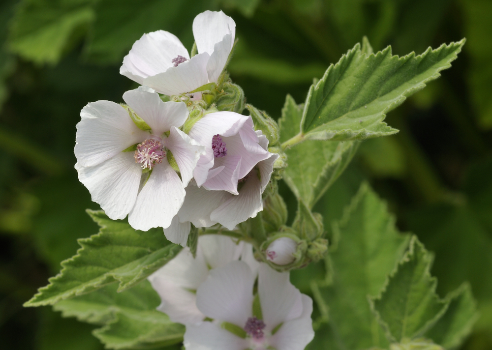 The marsh mallow plant