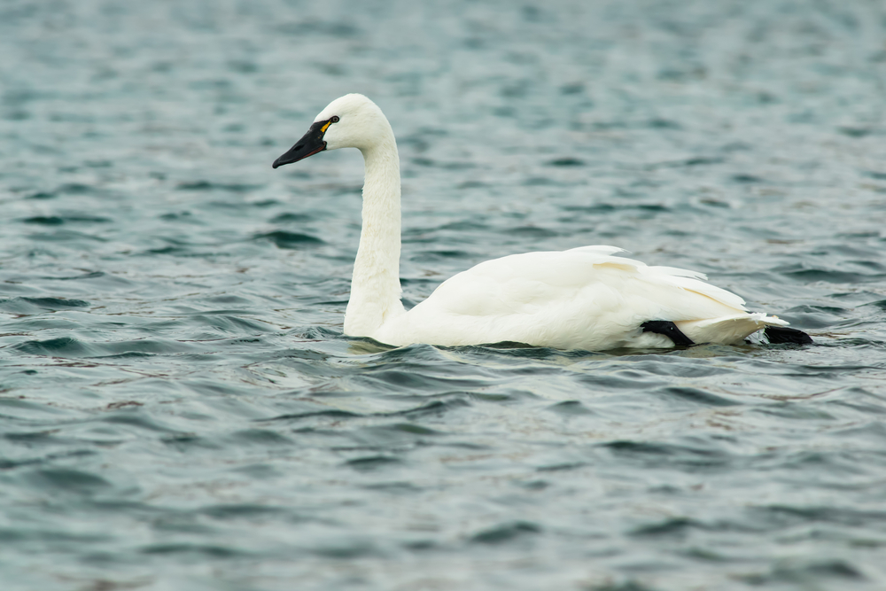 A tundra swan swimming in open water
