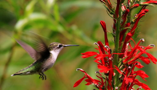 A cardinal flower and a hummingbird against a green background