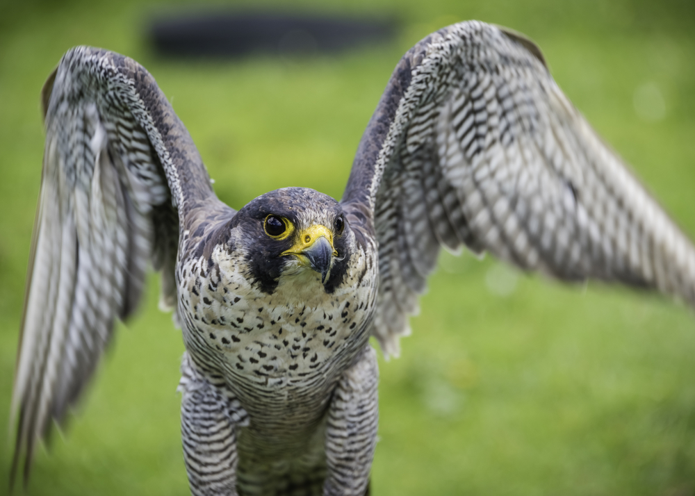 A peregrine falcon with its wings raised, preparing to fly