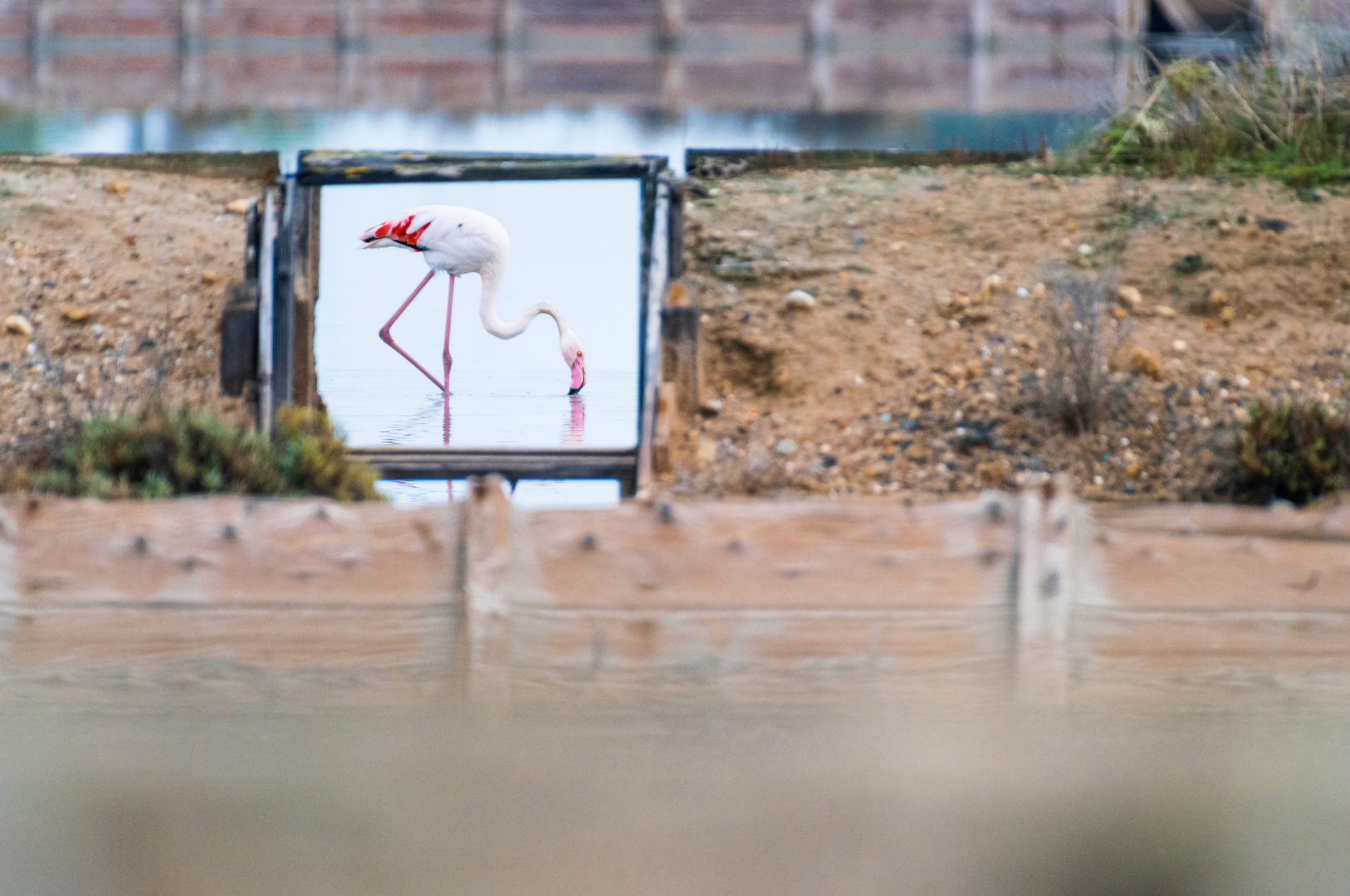 A flamingo feeds in the water at a distance.