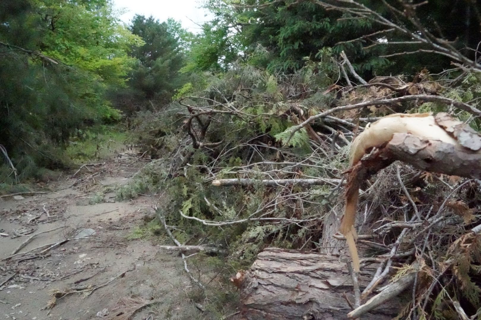 Fallen trees in a forest.