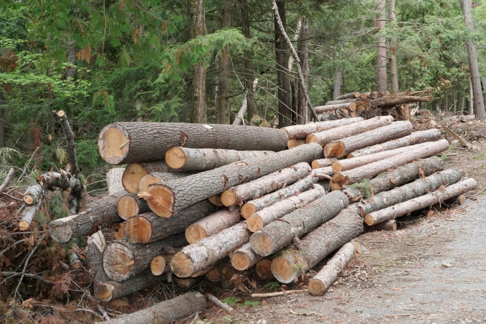 A pile of fallen trees.